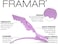 Framar Pastel Hair Clips 10 Pcs - Hair Clips For Women, Premium Hair Clip, Clips For Hair, Alligator Hair Clips For Styling