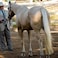 Horse Tail Extensions With Braided Horsehair Loop, Blunt Cut Bottom, 28-30 Inches Long And 3/8 Lb Weight