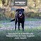 مكمل غذائي لصحة المفاصل من مختبرات نيوترا ماكس، داسوكوين، للكلاب الكبيرة - يحتوي على الجلوكوزامين، والكوندرويتين، وحمض الأسكوربيك، ومستخلص بوسويليا سيراتا، ومستخلص الشاي الأخضر، 150 قرصًا للمضغ