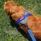 EzyDog Premium Quick Fit Adjustable No-Pull Dog Harness Vest with Reflective Stitching - Perfect for Training, Walking, and Control - Padded for Comfort (Small, Black)