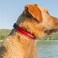 EzyDog Neo Dog Collar, Medium, Orange