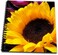 3dRose db_17237_2 Sunflower-Memory Book, 12 by 12-Inch