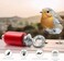 Roger Eddy RE2473B Audubon Vogelruf, Rot
