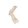 3B Scientific A31/1 Foot Skeleton-flexibly w/portions of Tibia- Fibula - 3B Smart Anatomy