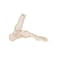 3B Scientific A31/1 Foot Skeleton-flexibly w/portions of Tibia- Fibula - 3B Smart Anatomy