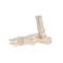 3B Scientific A31/1 Foot Skeleton-flexibly w/portions of Tibia- Fibula - 3B Smart Anatomy