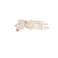 3B Scientific A31/1 Foot Skeleton-flexibly w/portions of Tibia- Fibula - 3B Smart Anatomy