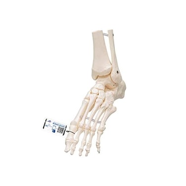 3B Scientific A31/1 Foot Skeleton-flexibly w/portions of Tibia- Fibula - 3B Smart Anatomy