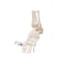 3B Scientific A31/1 Foot Skeleton-flexibly w/portions of Tibia- Fibula - 3B Smart Anatomy