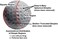 Polara Ultimate Straight, Extra Spin, Extra Distance, and Extra Distance &amp; Spin Premium Golf Balls   Hook and Slice Correction   Perfect for Recreational Golfers   1 Dozen Balls