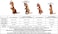 Rubie's Child Inflatable Jurassic World T-Rex Fancy dress costume