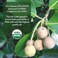 Pure Body Naturals Cold Pressed Tamanu Oil for Psoriasis, Eczema, Acne Scar, Foot Fungus, Rosacea - Relief for Dry, Scaly Skin, Blisters with Bonus Info + Recipe Guide , 4 Fl. Ounce (Label Varies)