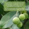 Pure Body Naturals Cold Pressed Tamanu Oil for Psoriasis, Eczema, Acne Scar, Foot Fungus, Rosacea - Relief for Dry, Scaly Skin, Blisters with Bonus Info + Recipe Guide , 4 Fl. Ounce (Label Varies)
