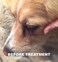 GOOD KARMA NATURALS All Natural Wart Remover for Dogs (1 oz) with Brush Cap 100% Natural Painless Dog Warts Removal Treatment 30ml