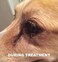 GOOD KARMA NATURALS All Natural Wart Remover for Dogs (1 oz) with Brush Cap 100% Natural Painless Dog Warts Removal Treatment 30ml