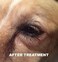 GOOD KARMA NATURALS All Natural Wart Remover for Dogs (1 oz) with Brush Cap 100% Natural Painless Dog Warts Removal Treatment 30ml