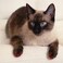 Soft Claws Feline Nail Caps Kitten Clear