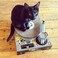 SUCK UK Kratz-Plattenspieler aus Pappe f&uuml;r Katzen   Katzenspielzeug   DJ Mixer   Kratzbaum   Kratzbrett   Kratzmatte   Kratzspielzeug   Katze  Kratzpappe   Katzenm&ouml;bel   Kratzpad   Wellpappe