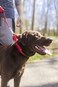 Country Brook Design Petz Martingale Dog Collar - Heavy-Duty Training Collar with No Buckle - Service Dog Collar for All Pups - Vibrant, Colorful Collection (Red, 3/4 Inch, Small)