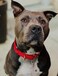 Country Brook Design Petz Martingale Dog Collar - Heavy-Duty Training Collar with No Buckle - Service Dog Collar for All Pups - Vibrant, Colorful Collection (Red, 3/4 Inch, Small)