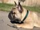 Country Brook Design Petz Martingale Dog Collar - Heavy-Duty Training Collar with No Buckle - Service Dog Collar for All Pups - Vibrant, Colorful Collection (Green, 3/4 Inch, Small)