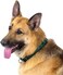 Country Brook Design Petz Martingale Dog Collar - Heavy-Duty Training Collar with No Buckle - Service Dog Collar for All Pups - Vibrant, Colorful Collection (Green, 1 Inch, Medium)