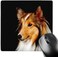 3dRose LLC 8 x 8 x 0.25 Inches Mouse Pad, Sheltie Shetland Sheepdog (mp_638_1)