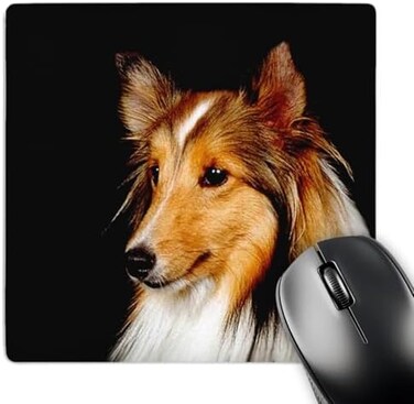 3dRose LLC 8 x 8 x 0.25 Inches Mouse Pad, Sheltie Shetland Sheepdog (mp_638_1)