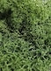 Super Moss SuperMoss Reindeer Moss Preserved