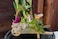 Super Moss 23310 Moss Mix Preserved, 2Oz 110 Cubic Inch, 7 59834 23310 7, 80.75 in3 Bag (Appx. 2oz)