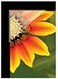 Lineco/University Products See-Thru Photo Mounting Corners, .5
