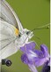 Raynox DCR-250 Macro Attachment
