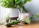 Plants for Pets Tillandsia Air Live Indoor (12PK), Airplants Variety Live Plant Kit, Tropical Live Houseplants, Air Plant Live Succulents Live Indoor House
