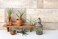 Plants for Pets Tillandsia Air Live Indoor (12PK), Airplants Variety Live Plant Kit, Tropical Live Houseplants, Air Plant Live Succulents Live Indoor House
