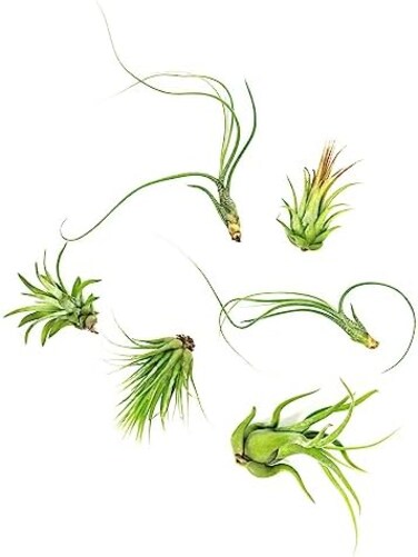Plants for Pets Tillandsia Air Live Indoor (12PK), Airplants Variety Live Plant Kit, Tropical Live Houseplants, Air Plant Live Succulents Live Indoor House