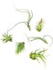Plants for Pets Tillandsia Air Live Indoor (12PK), Airplants Variety Live Plant Kit, Tropical Live Houseplants, Air Plant Live Succulents Live Indoor House