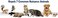 Havahart Critter Ridder 3142 Animal Repellent Granular Shake