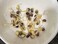 Harley Seeds 100+ Glass Gem Corn Non-GMO Popcorn Delicious Jewel-Toned, Glass-Like Kernels, Grown in USA. Rare! Ornamental and Edible!