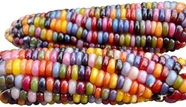 Harley Seeds 100+ Glass Gem Corn Non-GMO Popcorn Delicious Jewel-Toned, Glass-Like Kernels, Grown in USA. Rare! Ornamental and Edible!