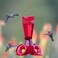 Perky-Pet Perky Pet Plastic Hummingbird Feeder