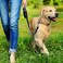 Simple Solution Pee Post Outdoor Potty Training Aid   Pheromone-Infused Yard Stake with GO HERE Technology   13 Inch Stake