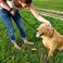 Simple Solution Pee Post Outdoor Potty Training Aid   Pheromone-Infused Yard Stake with GO HERE Technology   13 Inch Stake