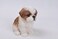 Hi-Line Gift Ltd Sitting Shih Tzu Puppy FigurineBrown/White