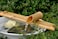 Bamboo Accents Fountain with Pump Large 18 Inch Three Arm Style, Ind