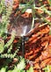 Rain Bird MSH2PKS Drip Irrigation 10-32 Threaded Micro-Spray Nozzle, 180&deg; Half Circle Pattern, 0-10.5' Spray Distance, 2-Pack,Black