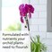 Miracle-Gro Orchid Plant Food Spikes
