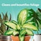 Miracle-GRO 100720 Leaf Shine