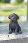 Hi-Line Gift Ltd Labrador Puppy Statue, Black