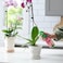 Miracle-Gro Ready-To-Use Orchid Plant Food Mist, 8 oz., Feeds Plants Instantly, 1 Pack
