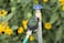 Orbit 62041 Watering Timer
